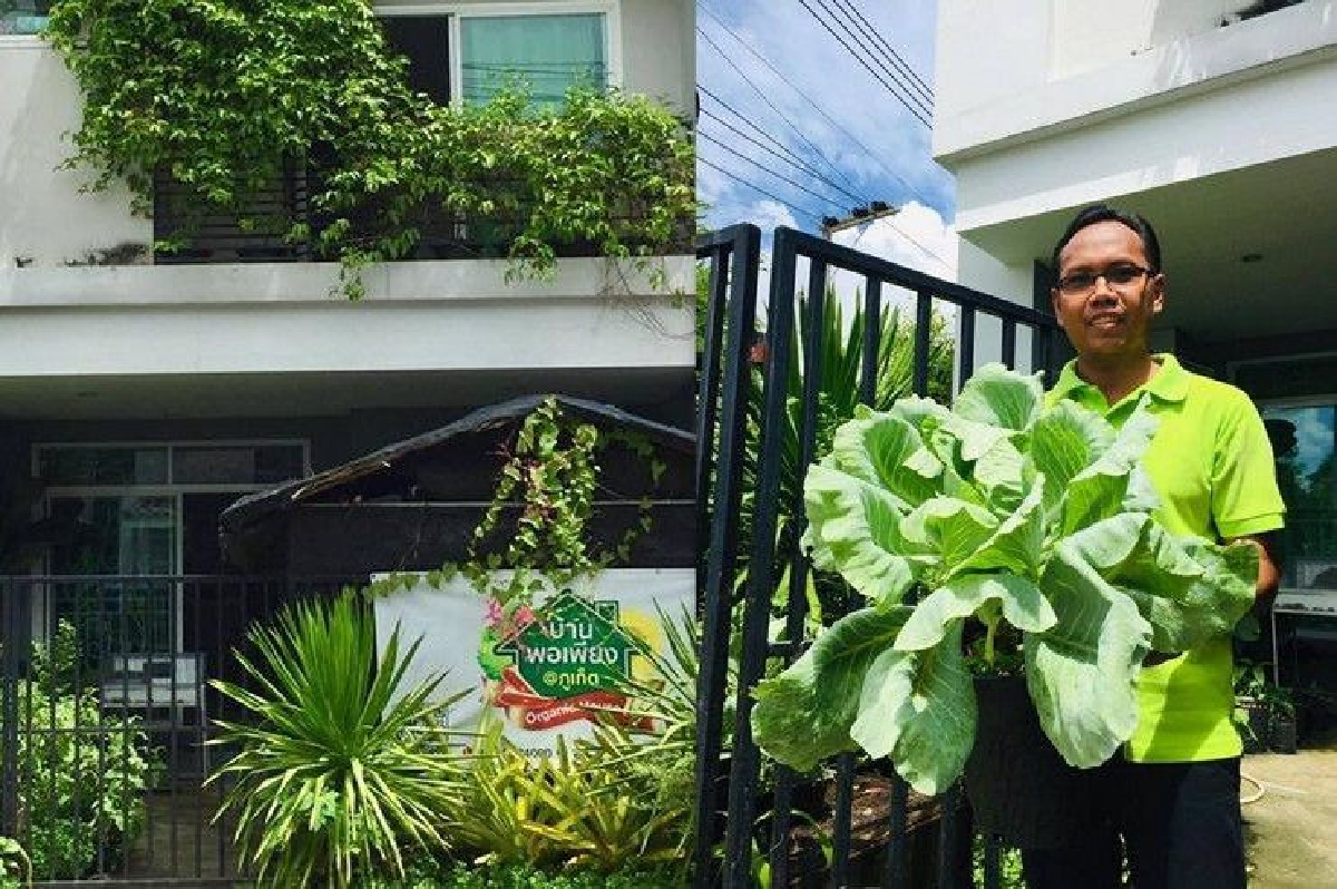 ผักแพงก็ปลูกกิน! "วิชัย สายวารี" นักเทคโนโลยีอาหารเปลี่ยนบ้านทาวน์เฮาส์ให้กินได้ ผักแพงก็ปลูกกิน! "วิชัย สายวารี" นักเทคโนโลยีอาหารเปลี่ยนบ้านทาวน์เฮาส์ให้กินได้