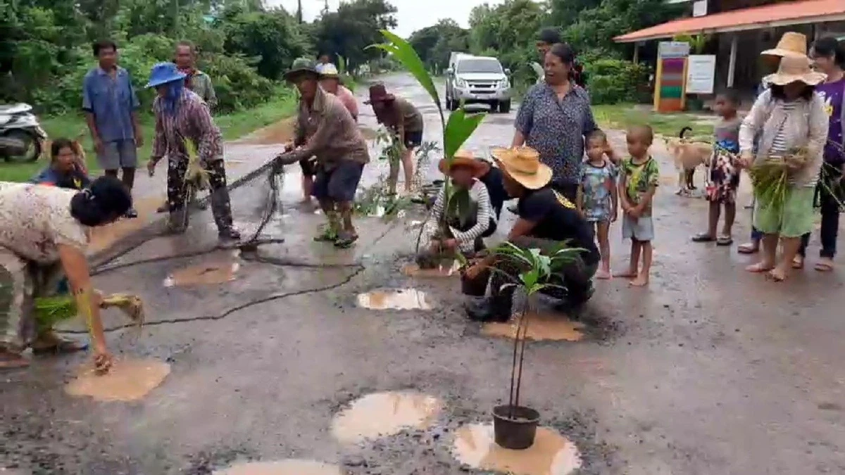 ชาวบ้านสุดทนรวมตัวหว่านแหปลูกข้าวกลางถนนประชดอบต.