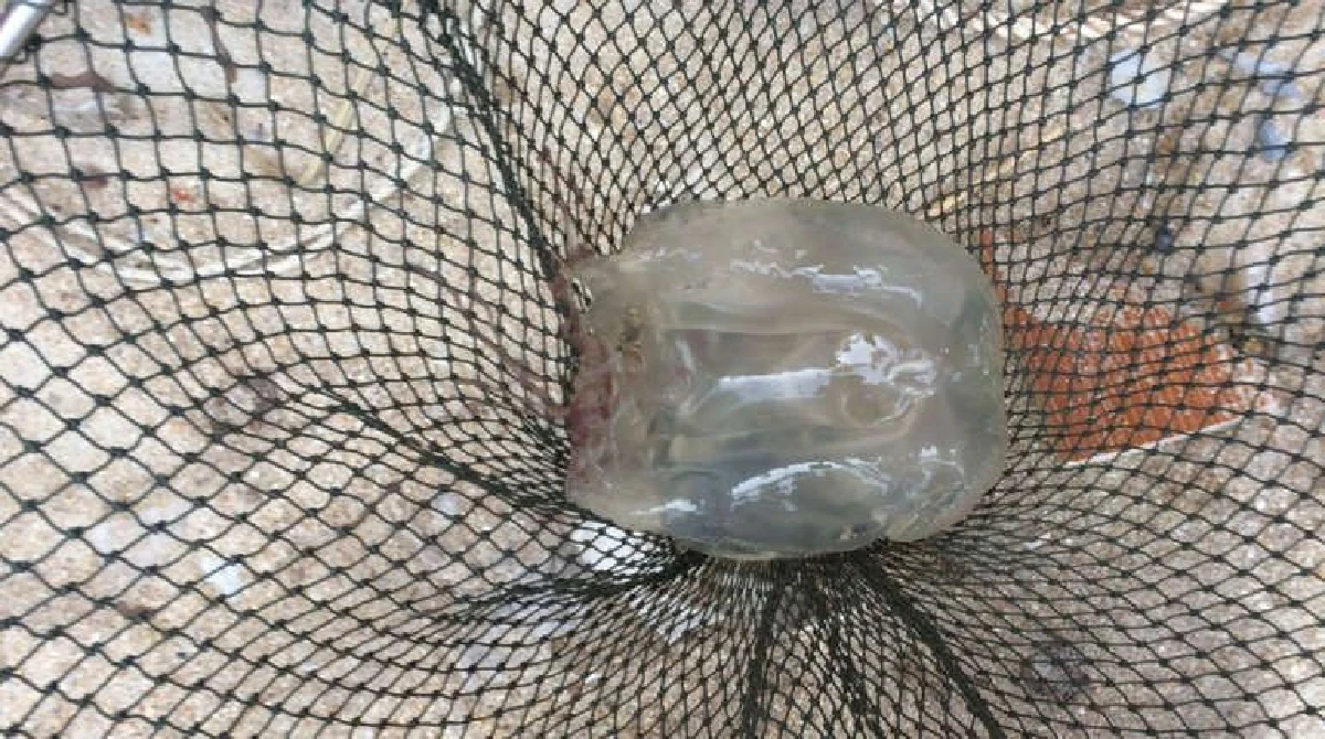 เตือนเล่นน้ำทะเลหลังฝนตก ระวังแมงกะพรุนพิษ