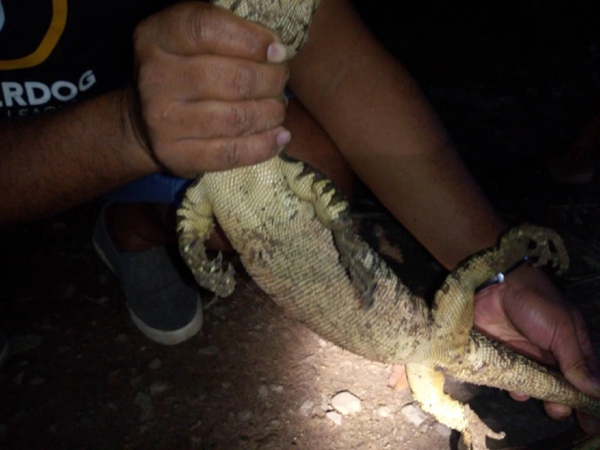 พบ“เห่าช้าง”สัตว์ป่าคุ้มครองหายากกู้ภัยจับปล่อยป่าคืนธรรมชาติ