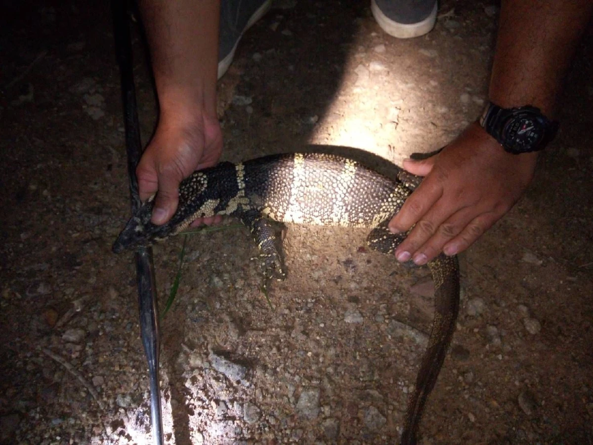 พบ“เห่าช้าง”สัตว์ป่าคุ้มครองหายากกู้ภัยจับปล่อยป่าคืนธรรมชาติ