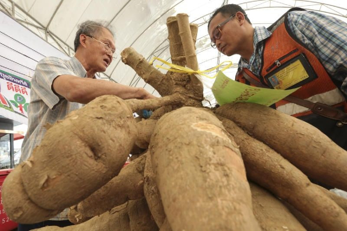ธ.ก.ส. เตือนเกษตรกรระวังโรคใบด่างมันสำปะหลัง ธ.ก.ส. เตือนเกษตรกรระวังโรคใบด่างมันสำปะหลัง