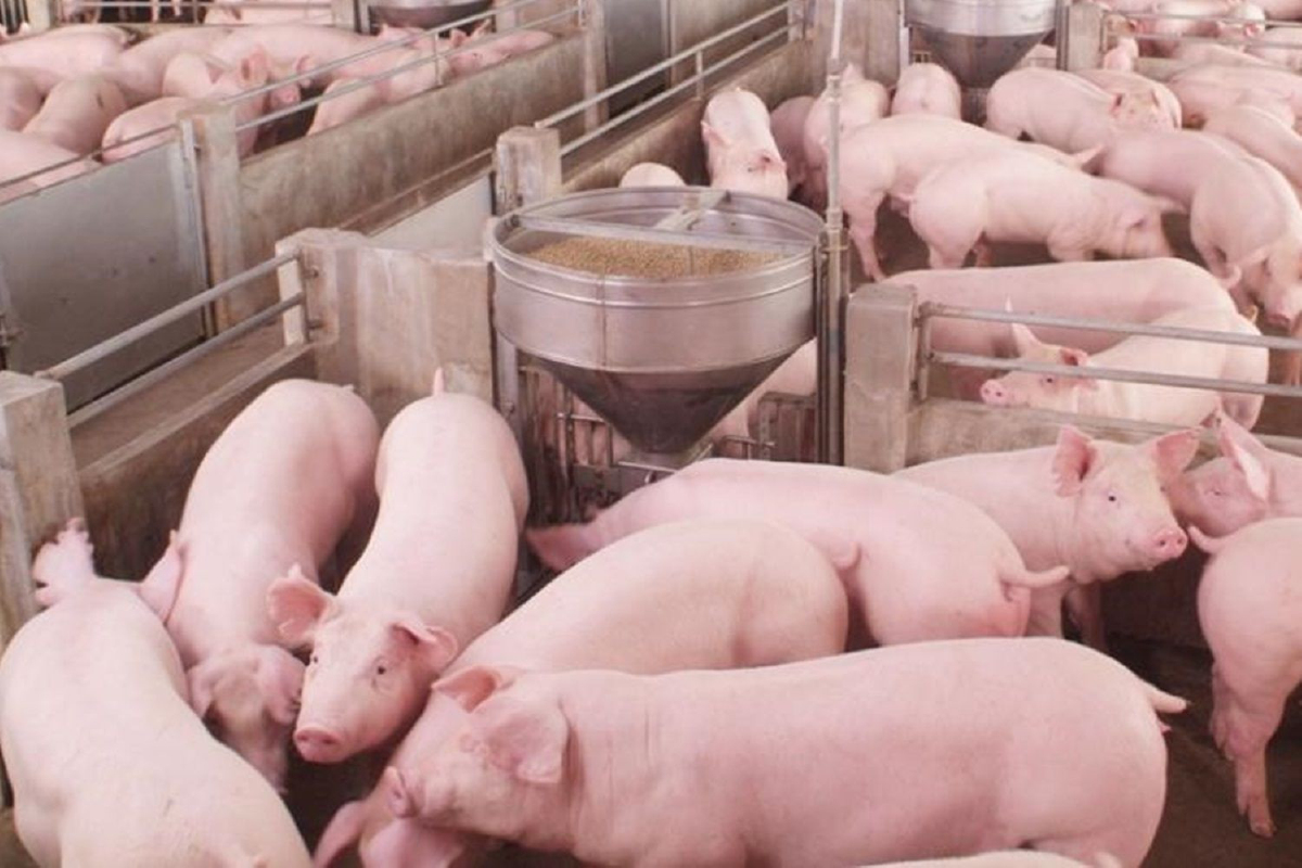 'หมูไทย' เนื้อหอม!! รับออเดอร์จีน-ฮ่องกงเพียบ 'หมูไทย' เนื้อหอม!! รับออเดอร์จีน-ฮ่องกงเพียบ