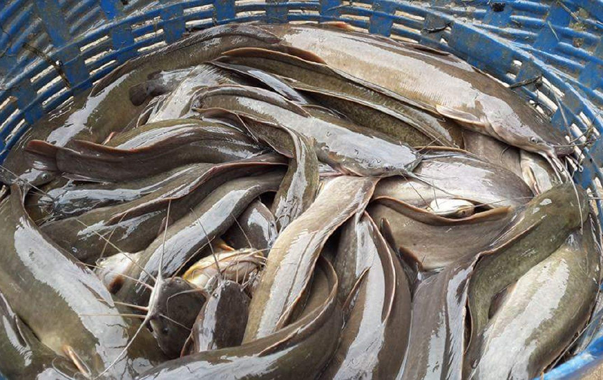 แนะไทยส่งออก'ปลาดุก' ไปสหรัฐกันเถอะ หลังมีหลายชาติโดนแบล็คลิสต์ แนะไทยส่งออก'ปลาดุก' ไปสหรัฐกันเถอะ หลังมีหลายชาติโดนแบล็คลิสต์
