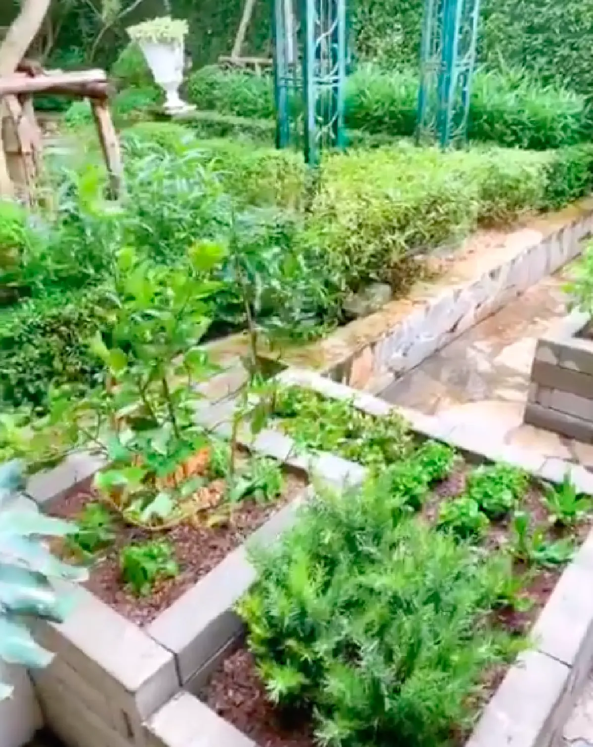 "ซี ศิวัฒน์" พาชมความงามหลังบ้านที่ได้เนรมิต มาปลูกผักสวนครัว