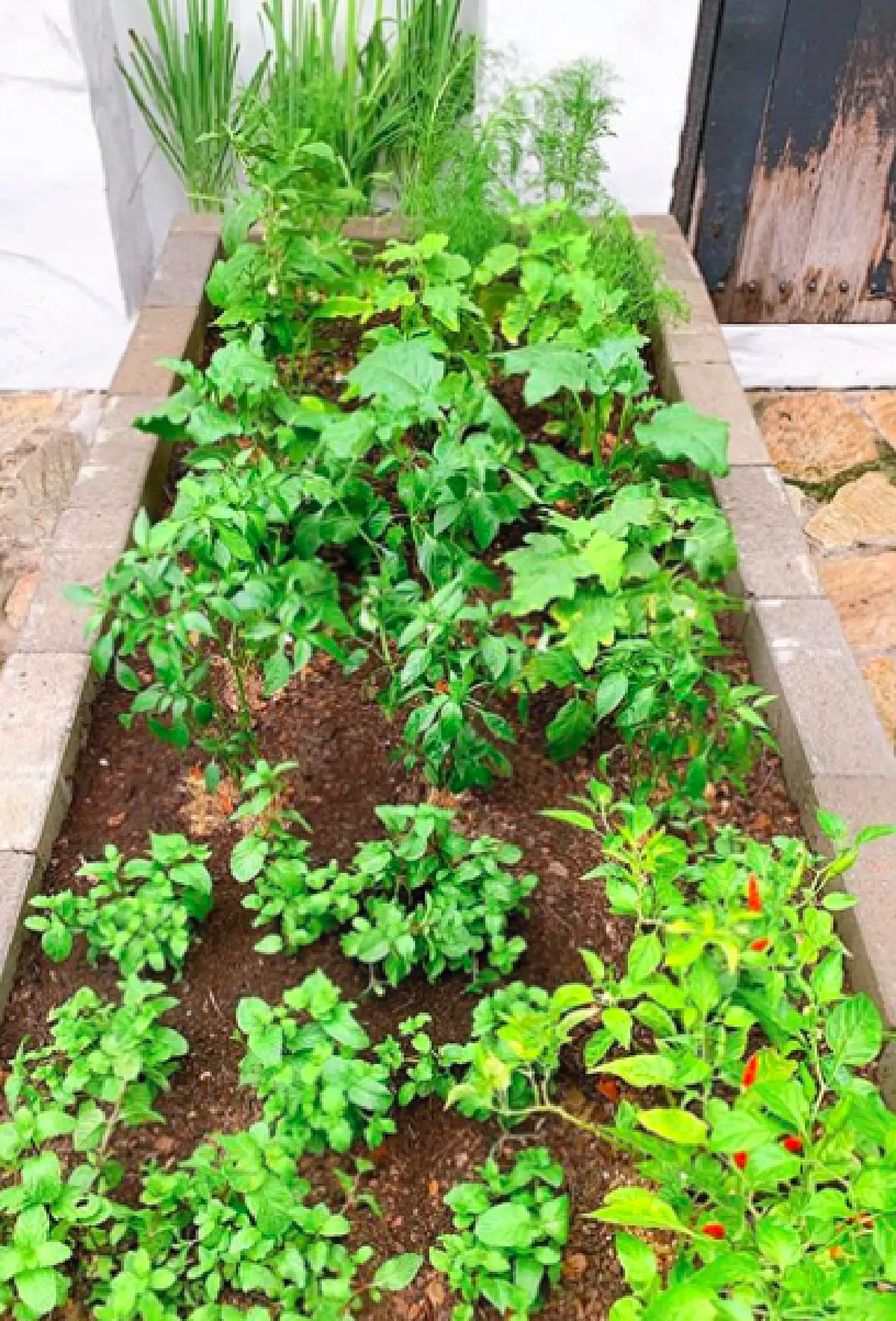 "ซี ศิวัฒน์" พาชมความงามหลังบ้านที่ได้เนรมิต มาปลูกผักสวนครัว