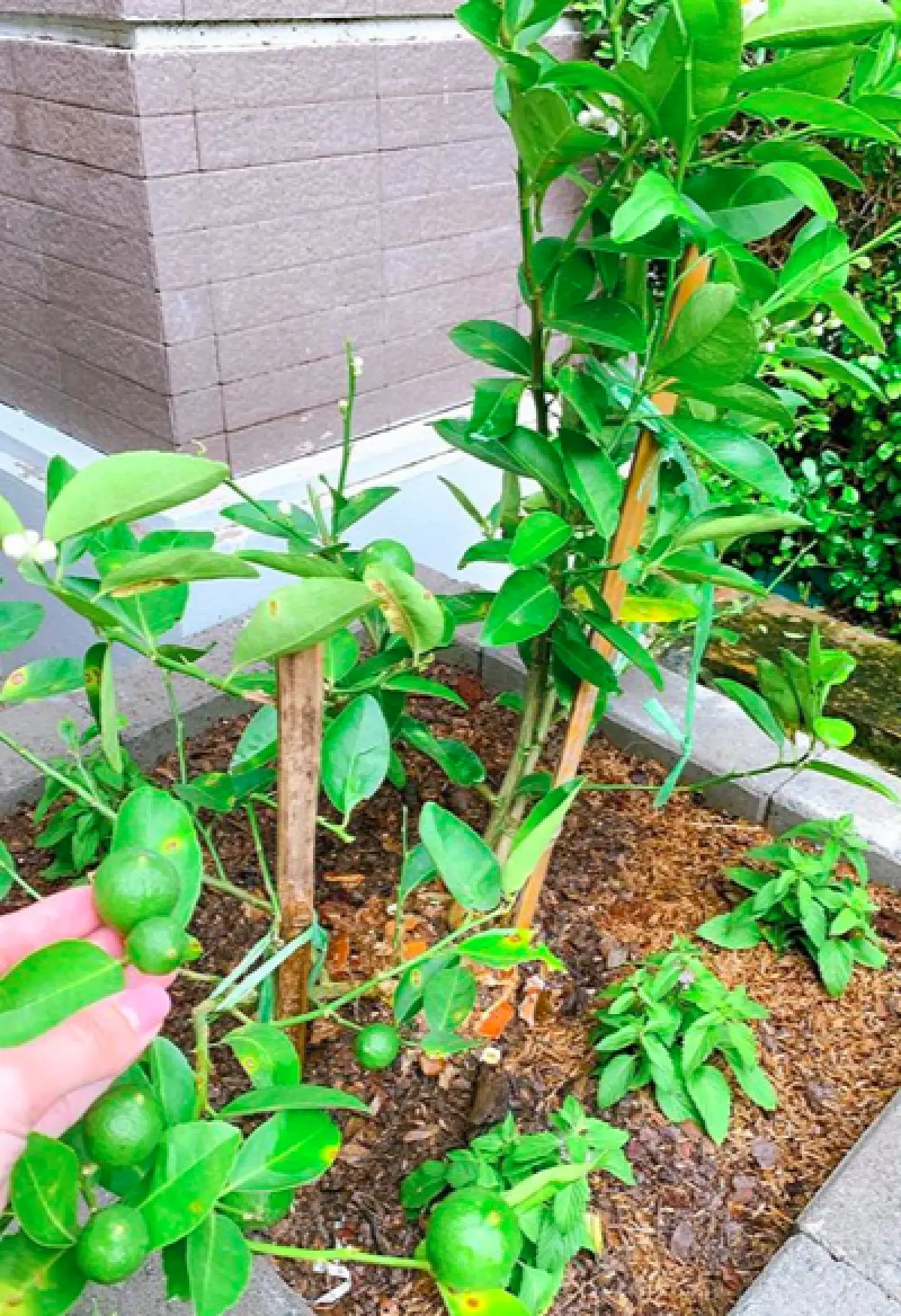 "ซี ศิวัฒน์" พาชมความงามหลังบ้านที่ได้เนรมิต มาปลูกผักสวนครัว