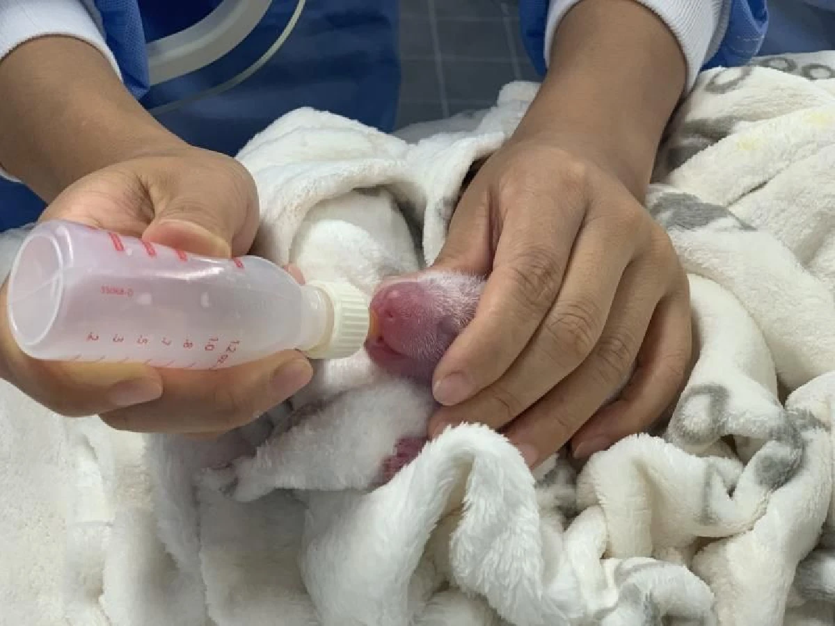 สองลูกแพนด้าเกิดใหม่ในสวนสัตว์เยอรมนี ได้รับโหวตชื่อ "Hong"และ "Kong"