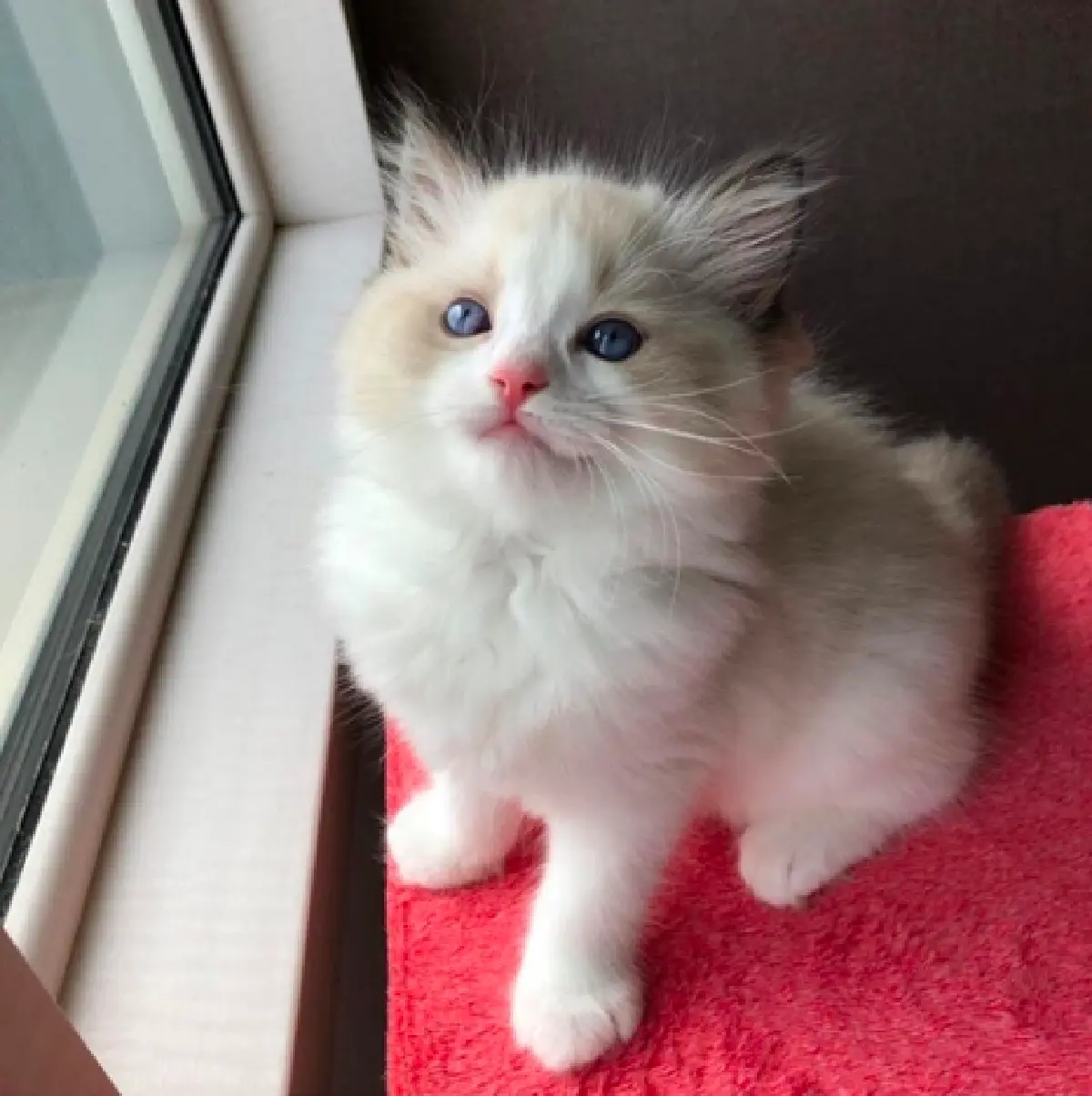 “ลิซ่า BLACKPINK” ทาสแมวตัวจริง! เปิดตัวลูกน้อยตัวใหม่สุดน่ารักชื่อ "ลิลลี่"