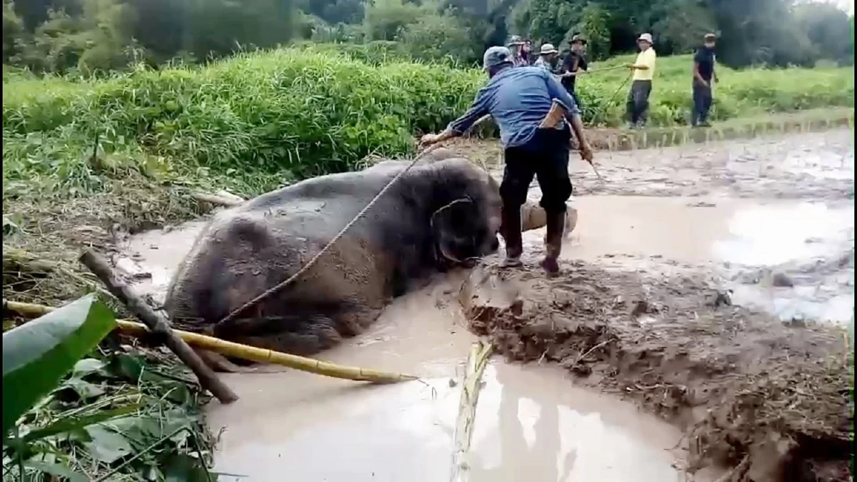 เร่งช่วยเหลือ"พังนิ่มนวล"ถูกทรายดูดติดหล่มขึ้นจากบ่อน้ำไม่ได้