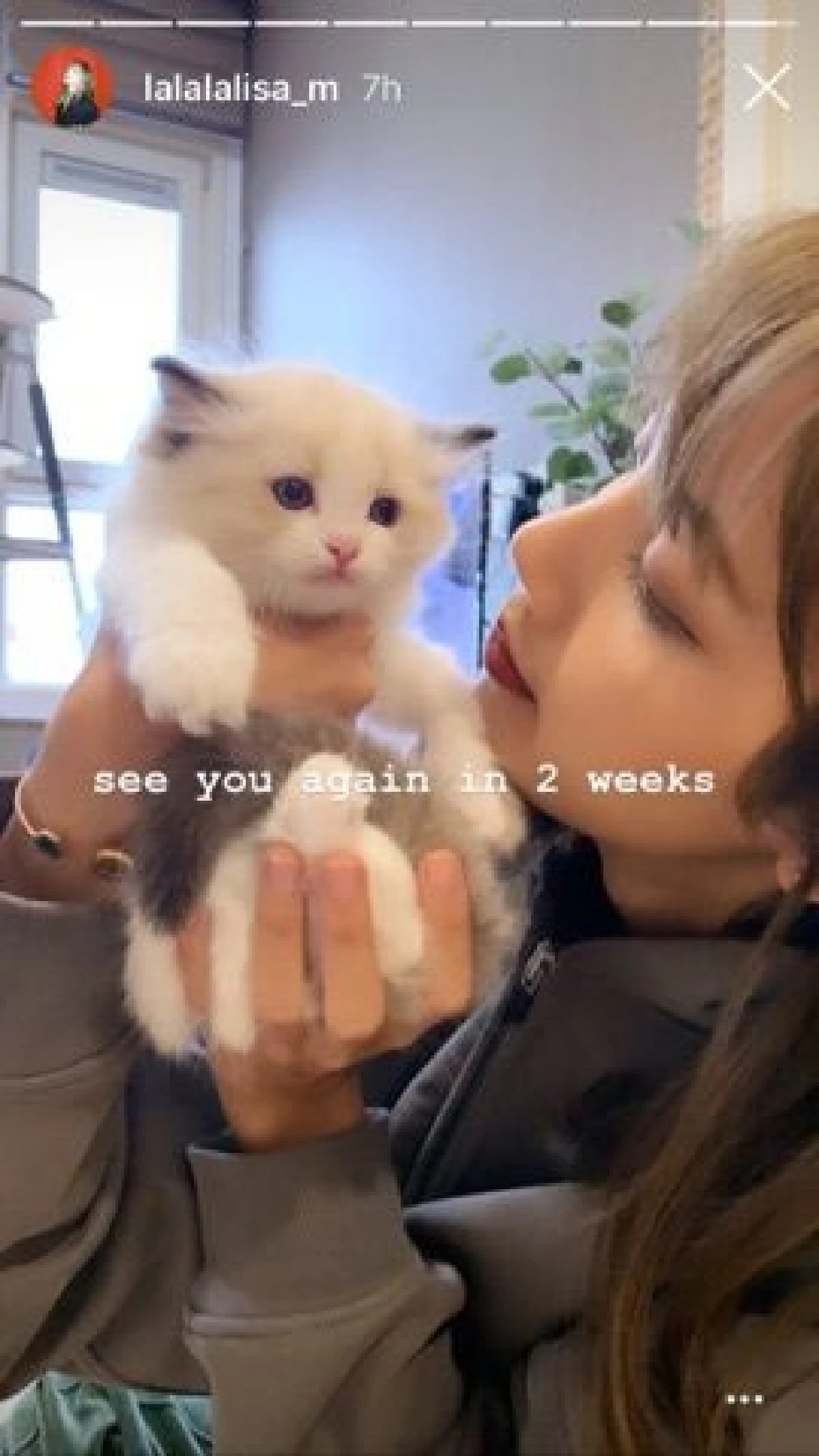 “ลิซ่า BLACKPINK” ทาสแมวตัวจริง! เปิดตัวลูกน้อยตัวใหม่สุดน่ารักชื่อ "ลิลลี่"