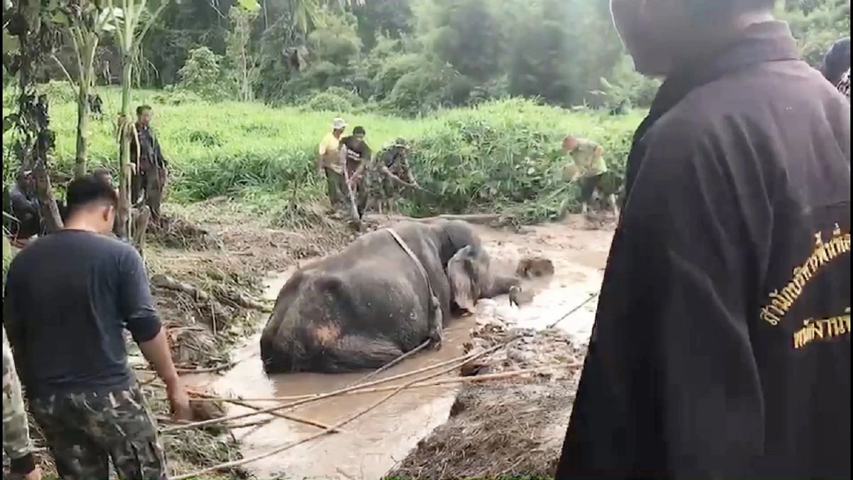เร่งช่วยเหลือ"พังนิ่มนวล"ถูกทรายดูดติดหล่มขึ้นจากบ่อน้ำไม่ได้