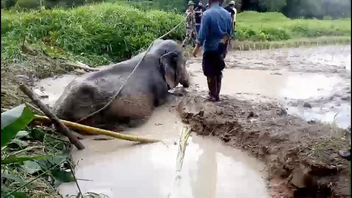 เร่งช่วยเหลือ"พังนิ่มนวล"ถูกทรายดูดติดหล่มขึ้นจากบ่อน้ำไม่ได้