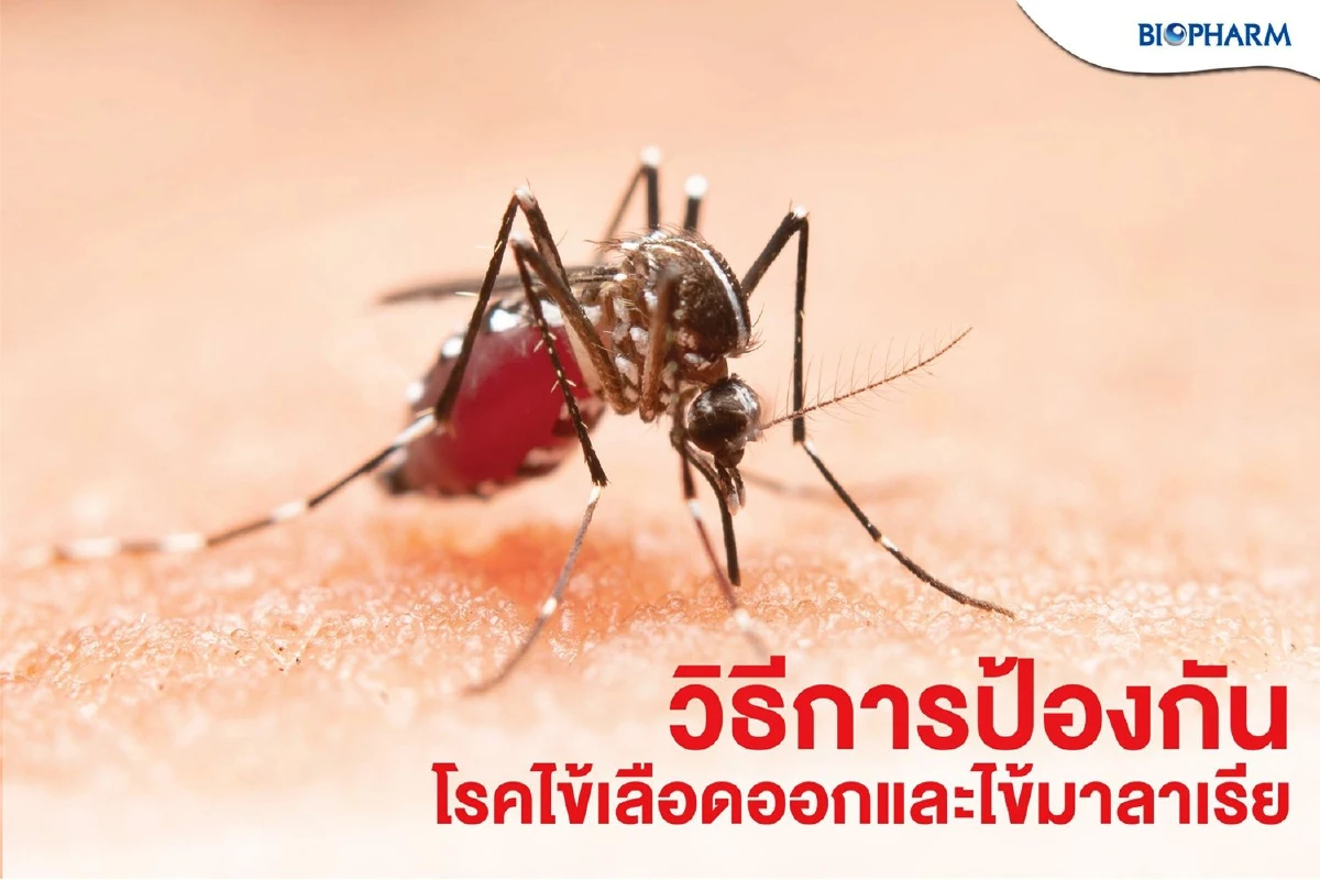 หน้าฝนคนไทยเสี่ยงป่วยโรคไข้เลือดออก-โรคไข้มาลาเรียเพิ่มขึ้น