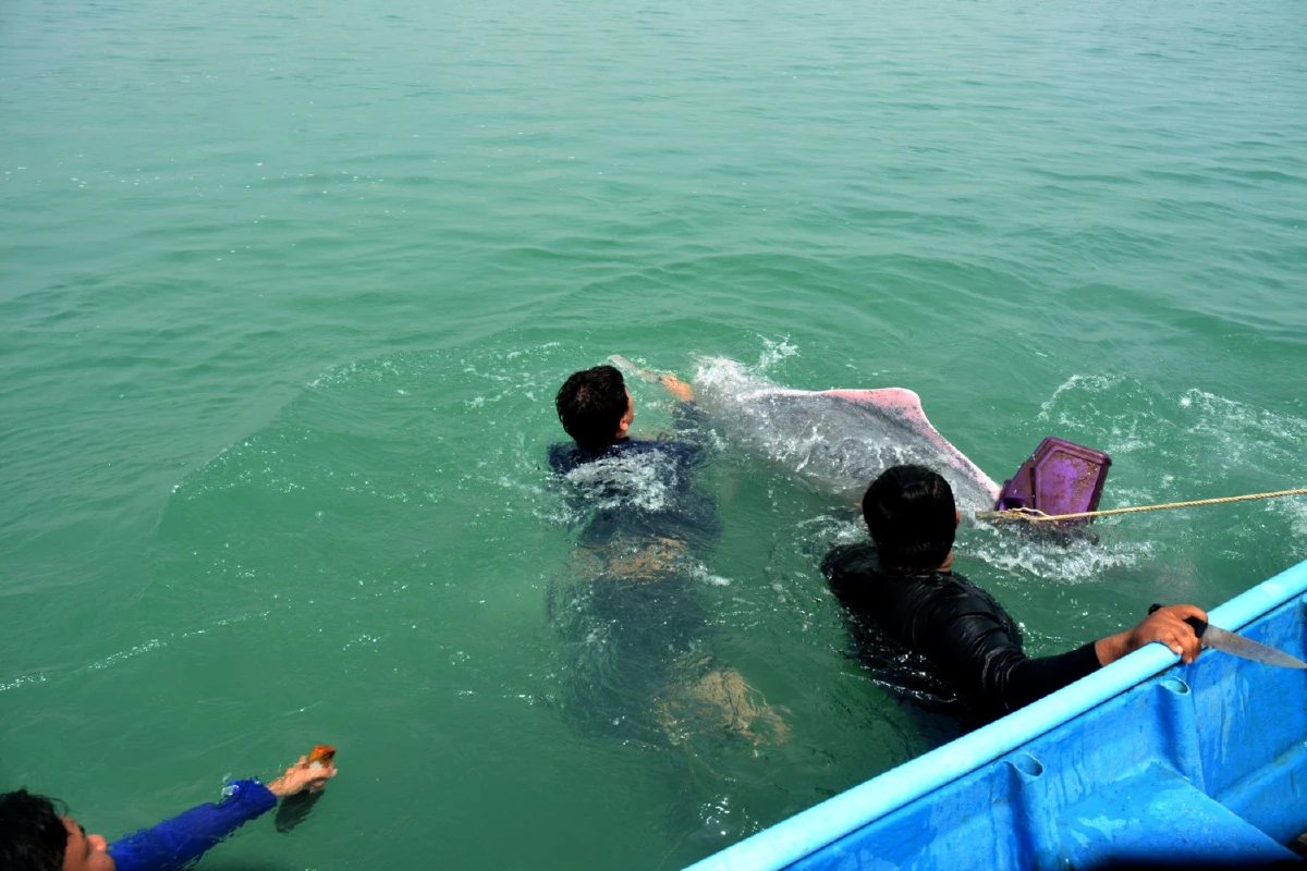 โลมาหลังโหนกติดลอบปูม้าจนท.ช่วยชีวิตปล่อยคืนทะเลสำเร็จ