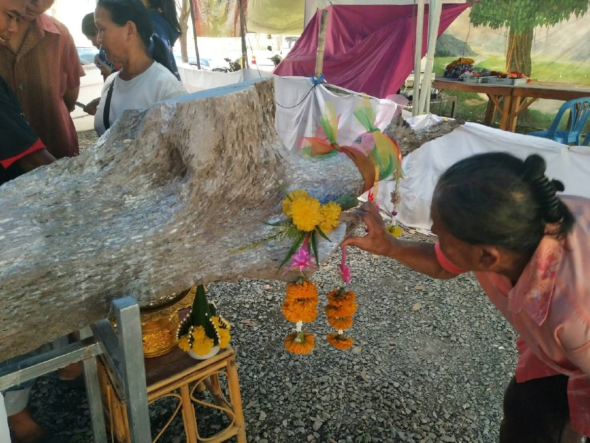 แห่ขอโชคลาภเจ้าแม่ศรีไพรในต้นตะเคียนยักษ์ใกล้วันหวยออก