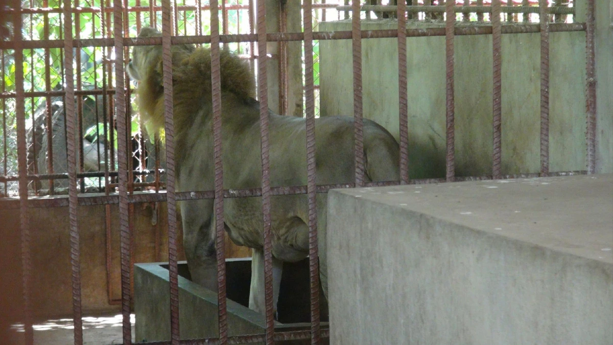 หลวงพ่อวัดเสือเมืองกาญจน์สมเพชเสือของกลางที่ถูกยึดไปตายกว่า 80 ตัว