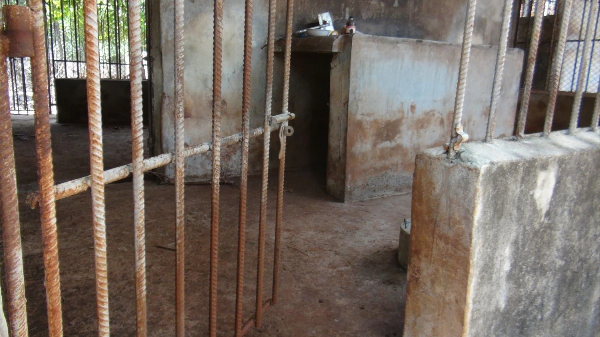 หลวงพ่อวัดเสือเมืองกาญจน์สมเพชเสือของกลางที่ถูกยึดไปตายกว่า 80 ตัว