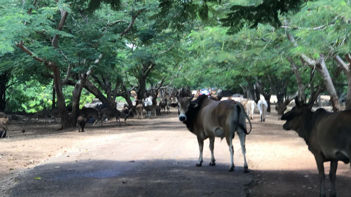 หลวงพ่อวัดเสือเมืองกาญจน์สมเพชเสือของกลางที่ถูกยึดไปตายกว่า 80 ตัว