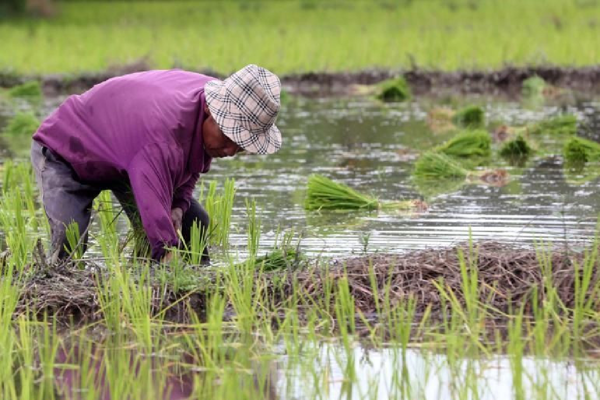 ประกันพืชผลรัฐทำรายได้เกษตรกรเพิ่ม ประกันพืชผลรัฐทำรายได้เกษตรกรเพิ่ม