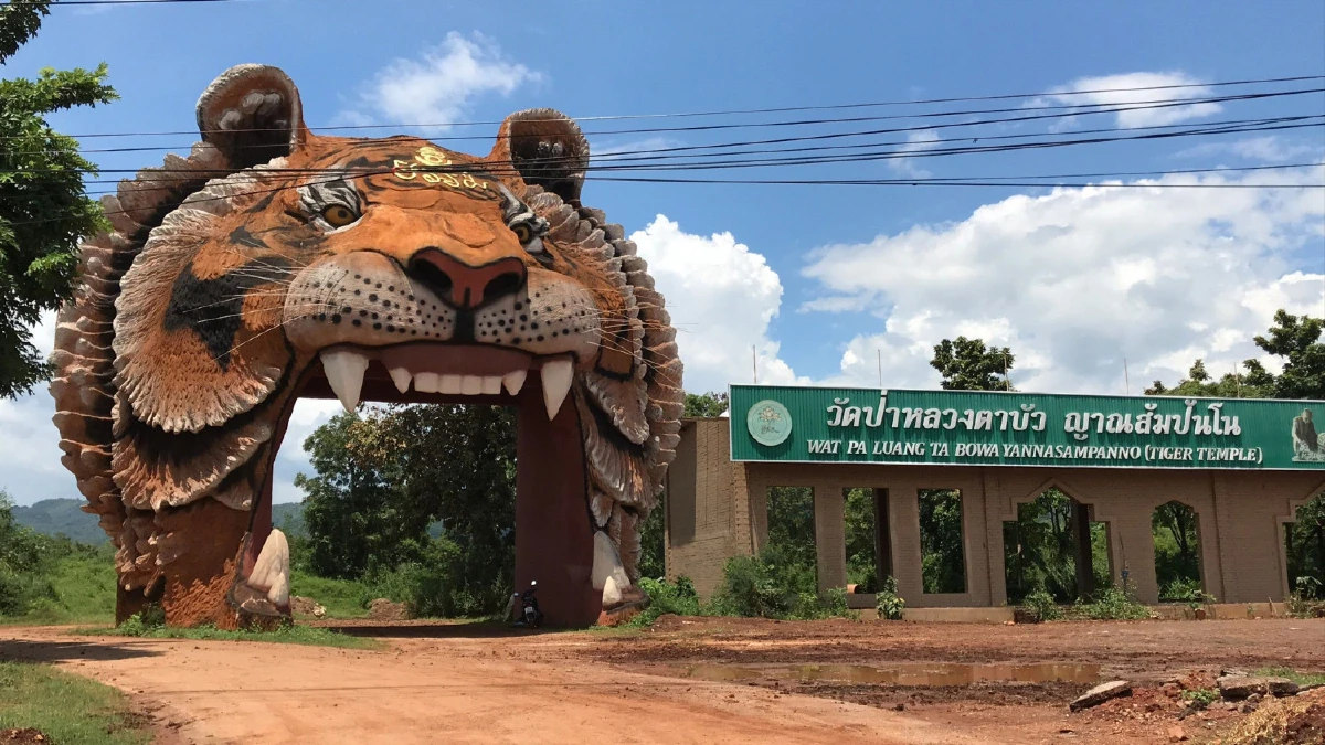 หลวงพ่อวัดเสือเมืองกาญจน์สมเพชเสือของกลางที่ถูกยึดไปตายกว่า 80 ตัว