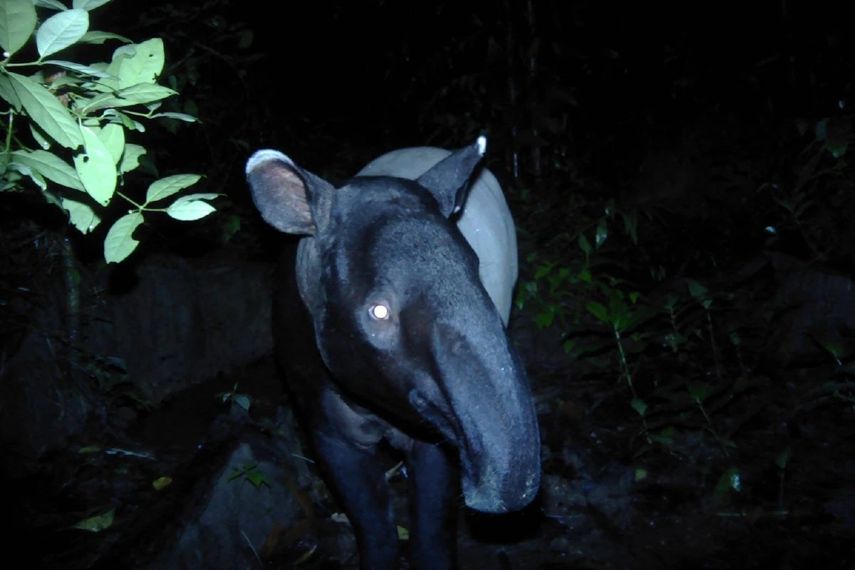 ว้าว! สมเสร็จสัตว์ป่าสงวนหายากใกล้สูญพันธุ์โผล่หน้ากล้องดักถ่าย