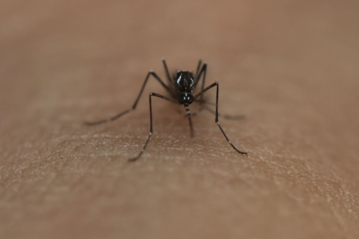 ชิคุนกุนยา vs ไข้เลือดออก ต่างกันตรงไหน?