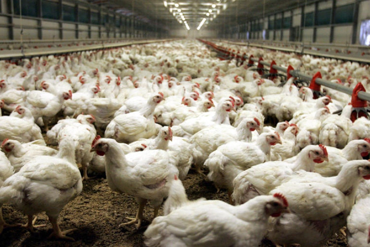 'ไก่ไทย' ร้องกระต๊าก!! รับออเดอร์จีนพุ่ง ราคาสูงสุดเป็นประวัติการณ์ 'ไก่ไทย' ร้องกระต๊าก!! รับออเดอร์จีนพุ่ง ราคาสูงสุดเป็นประวัติการณ์