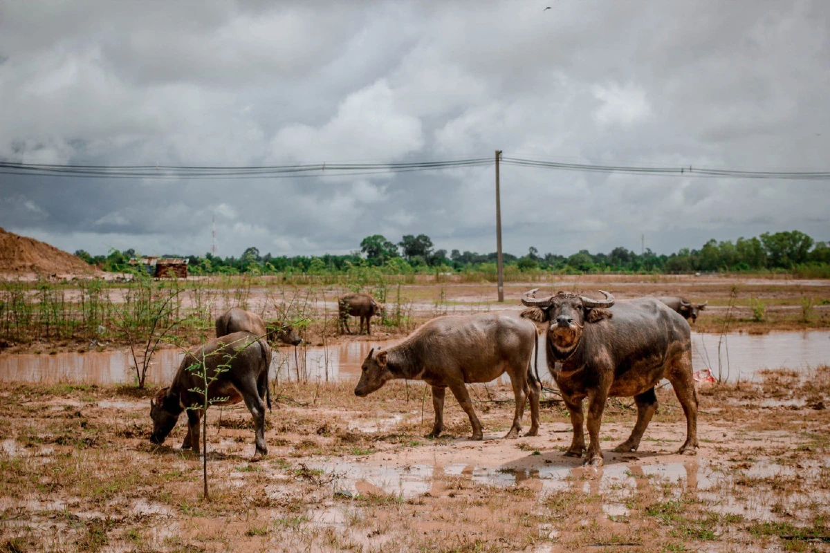 "แค่เห็นเขาอยู่สบายขึ้นเล็กน้อยก็ดีใจแล้ว" หนุ่มผู้ฝ่าน้ำท่วมไปสร้างเพิงพักให้สัตว์นับร้อย