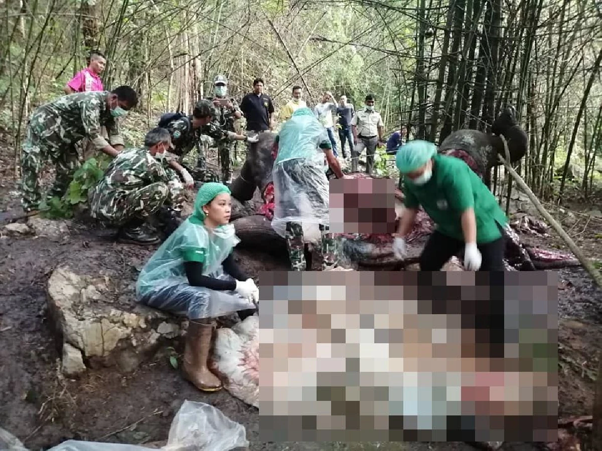 ผลผ่าพิสูจน์ช้างป่าตายในอุทยานฯทองผาภูมิเกิดจากติดเชื้อในกระแสเลือด
