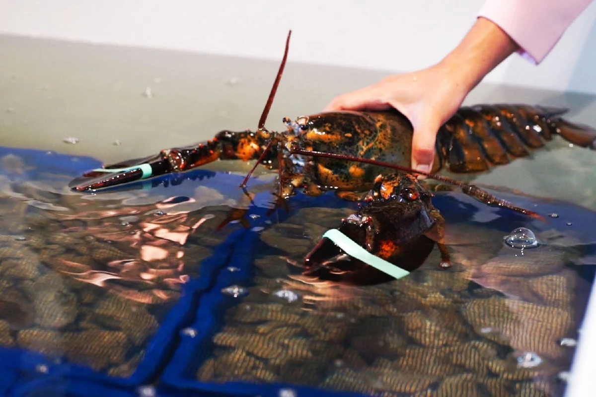 Shinsen Fish Market ซีฟู้ดญี่ปุ่นสดๆ กลางสุขุมวิท 39