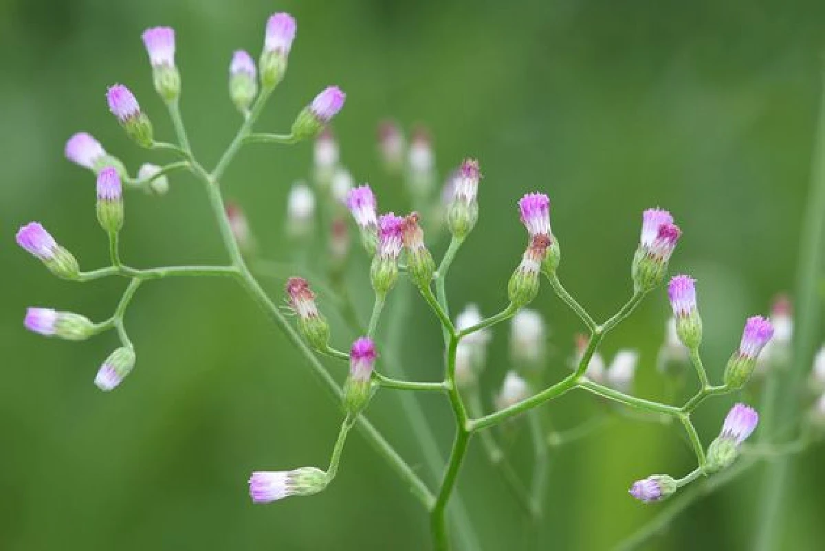 5 สมุนไพรกินไว้ช่วยปอดต้าน PM 2.5