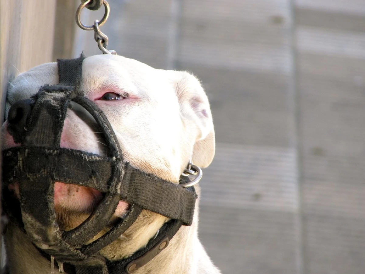 คู่มือโรคพิษสุนัขบ้า รวมสาเหตุ อาการ การรักษา การป้องกัน วัคซีน