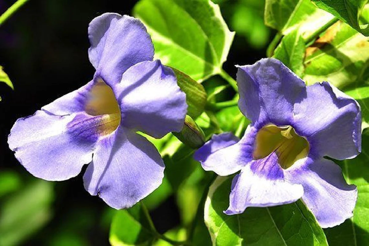 5 สมุนไพรกินไว้ช่วยปอดต้าน PM 2.5