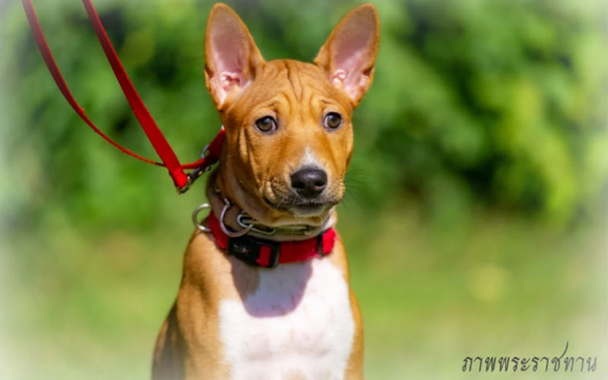 พระราชทานชื่อครอบครัว "หลานคุณทองแดง"ลำดับที่ 3 เป็นชื่อต้นไม้