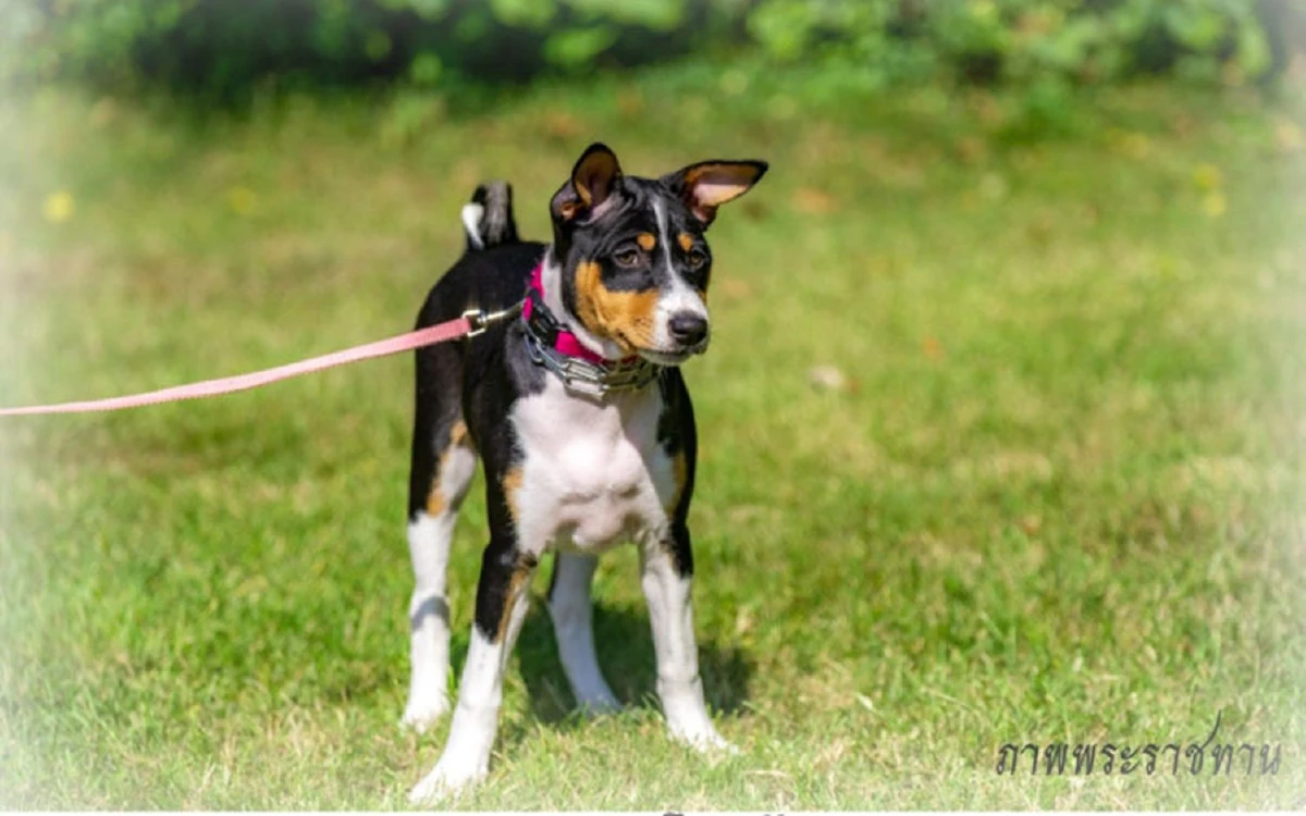 พระราชทานชื่อครอบครัว "หลานคุณทองแดง"ลำดับที่ 3 เป็นชื่อต้นไม้