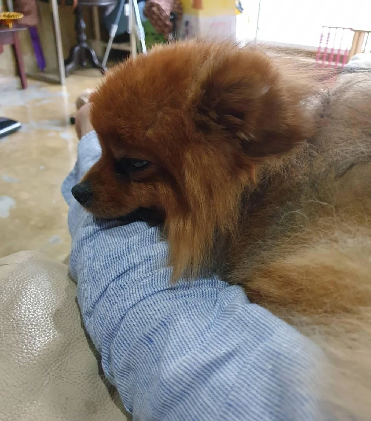 “บิ๊ก ศรุต” เผยสาเหตุที่มาบาดแผลที่หน้า ถูกสุนัขที่บ้านกัด