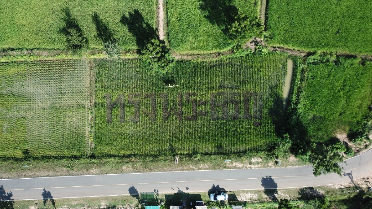 "ลุงปี้ด"ชาวนาเมืองช้างผู้ภักดีปลูกข้าวเป็นอักษร “ทรงพระเจริญ”