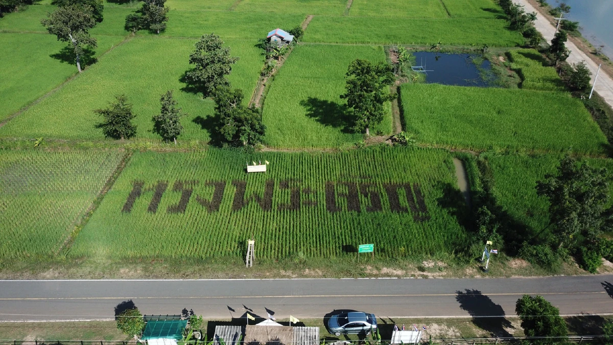 "ลุงปี้ด"ชาวนาเมืองช้างผู้ภักดีปลูกข้าวเป็นอักษร “ทรงพระเจริญ”
