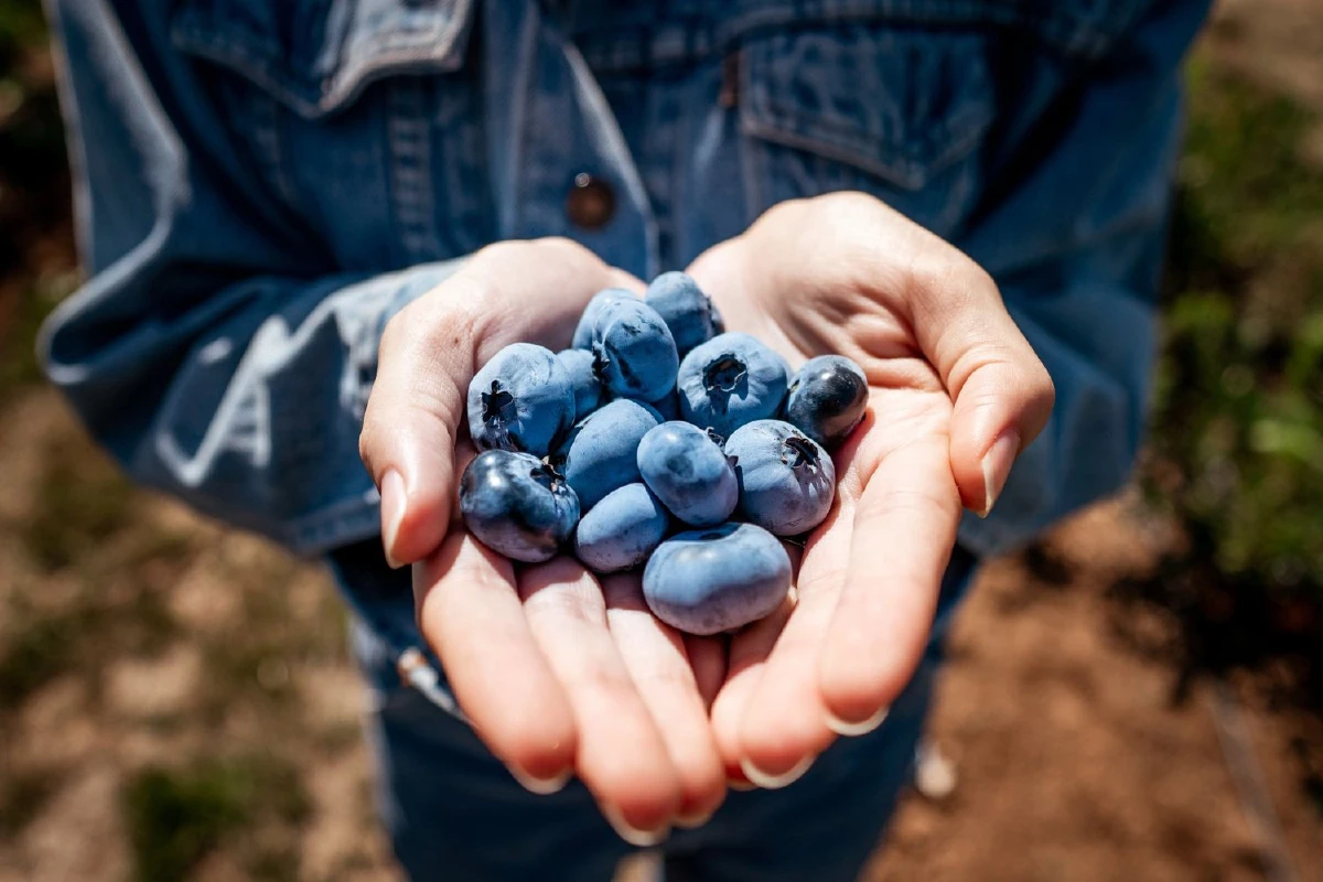 ป๊อกกี้ on the farm ตะลุยฟาร์มนิวทริไลท์ วิถีออร์แกนิคตัวช่วยให้เรามีสุขภาพสมบูรณ์สูงสุด (Optimal Health)