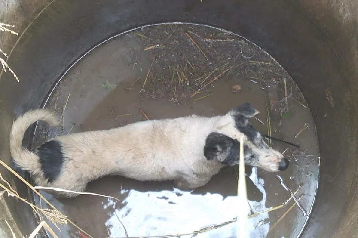 นาทีชีวิต! ช่วยสุนัขหลงทาง ตกท่อลึกกว่า3เมตร