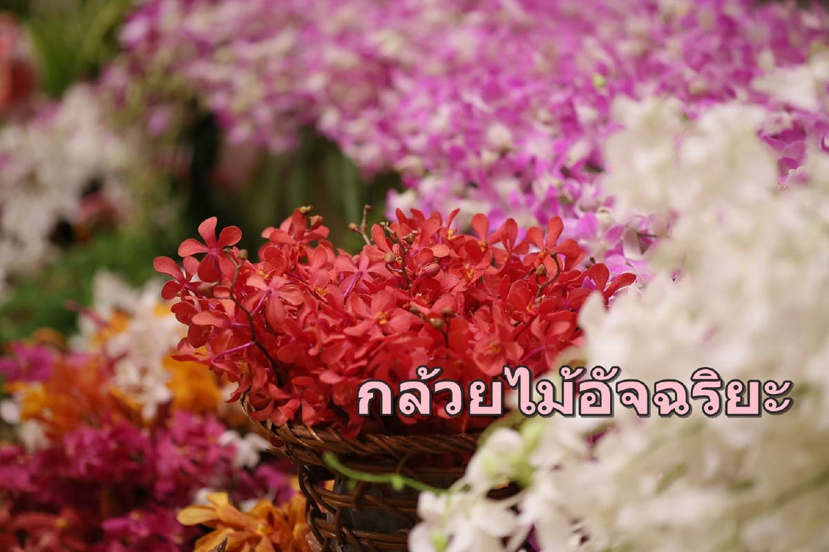 เกษตรฯรวมตัวใช้ AI พัฒนา"กล้วยไม้อัจฉริยะ"แข่งตลาดโลก เกษตรฯรวมตัวใช้ AI พัฒนา"กล้วยไม้อัจฉริยะ"แข่งตลาดโลก