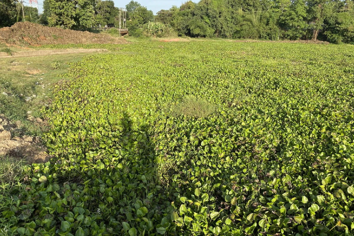 ผักตบชวาเต็มอ่างเก็บน้ำห้วยสีทน ชาวบ้านอยากให้ขุดลอกออก  กลัวน้ำมีไม่พอผลิตประปา