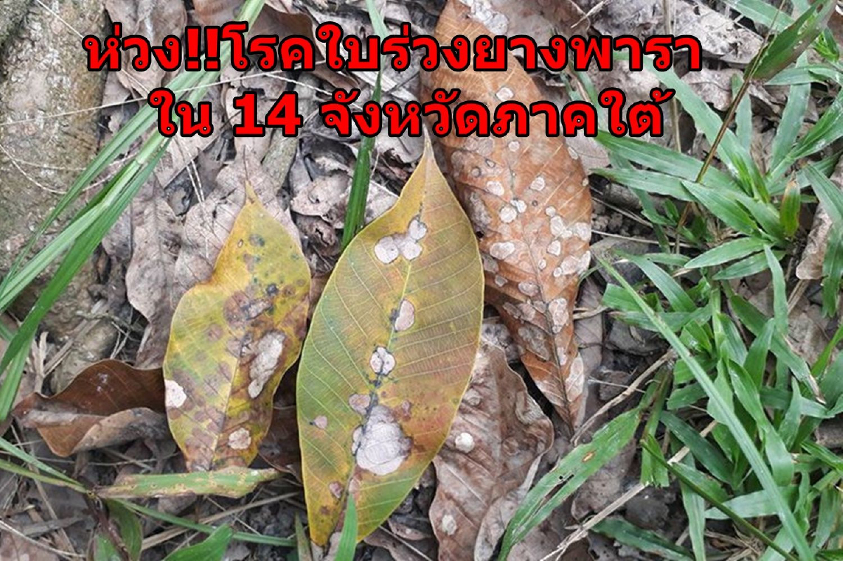 สำรวจพื้นที่ระบาดโรคใบร่วงยางพารา เร่งแจ้งเตือนเกษตรกร 14 จังหวัดภาคใต้ สำรวจพื้นที่ระบาดโรคใบร่วงยางพารา เร่งแจ้งเตือนเกษตรกร 14 จังหวัดภาคใต้
