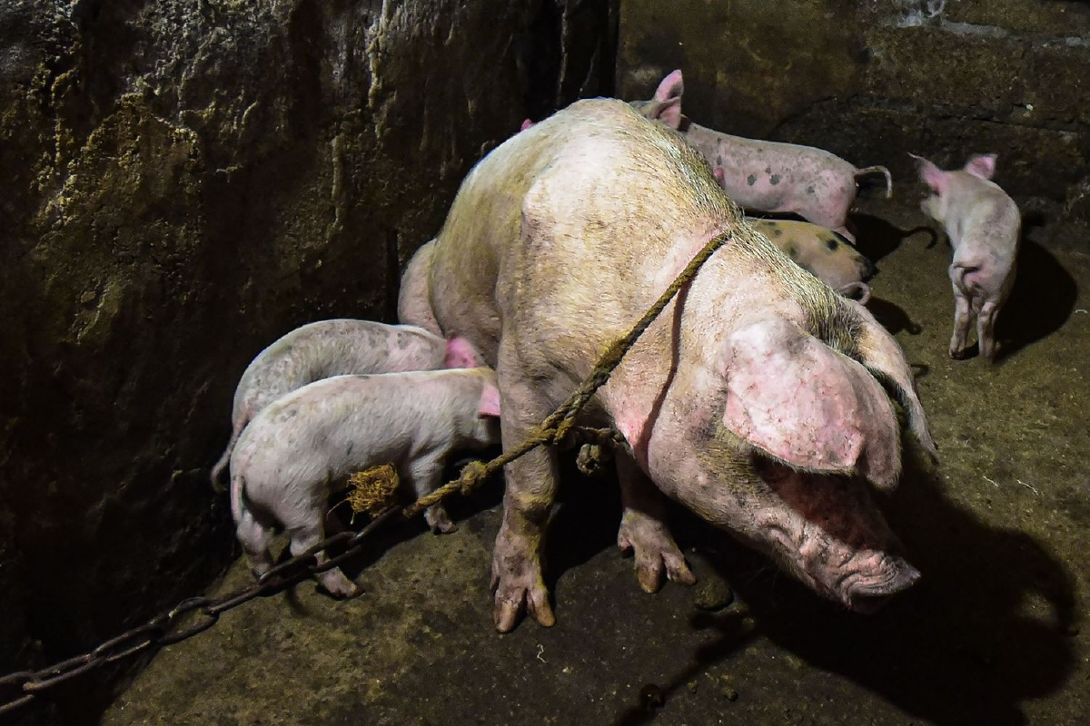 จีนจับหมากับหมูเป็นๆ มาทดลองแรงกระแทกในอุบัติเหตุรถยนต์ จีนจับหมากับหมูเป็นๆ มาทดลองแรงกระแทกในอุบัติเหตุรถยนต์
