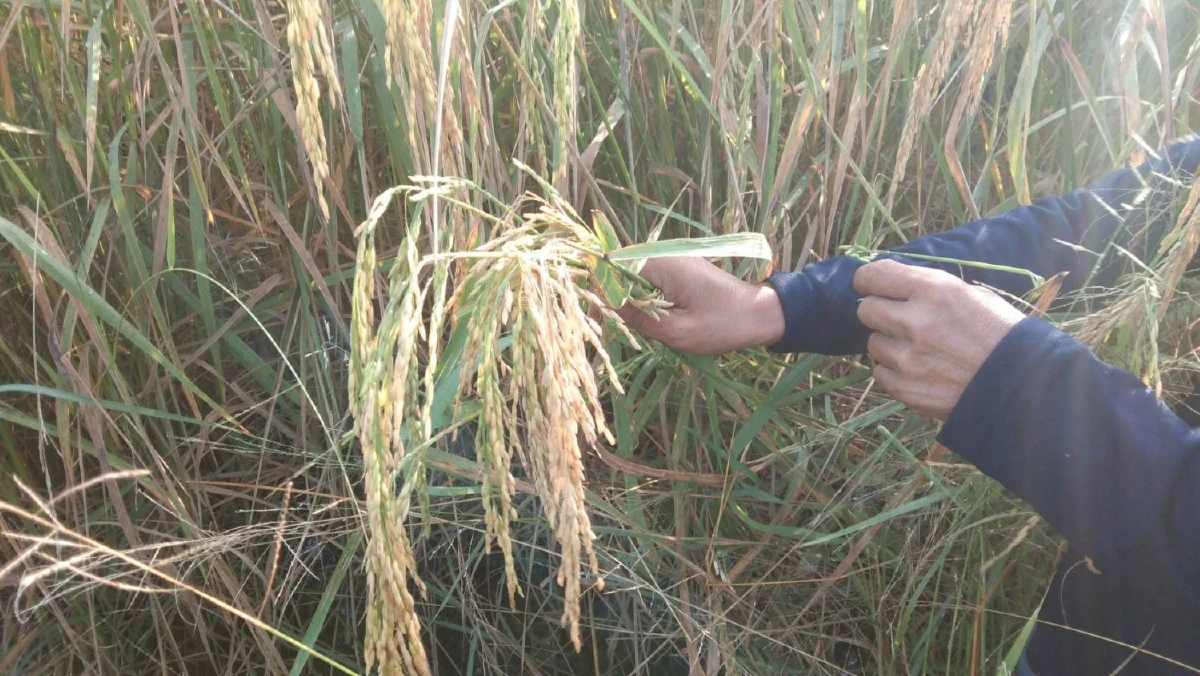 ชาวนาระทม!โรคไหม้คอรวงข้าวระบาดหนักข้าวหอมมะลิโคราชเสียหายนับหมื่นไร่แล้ว