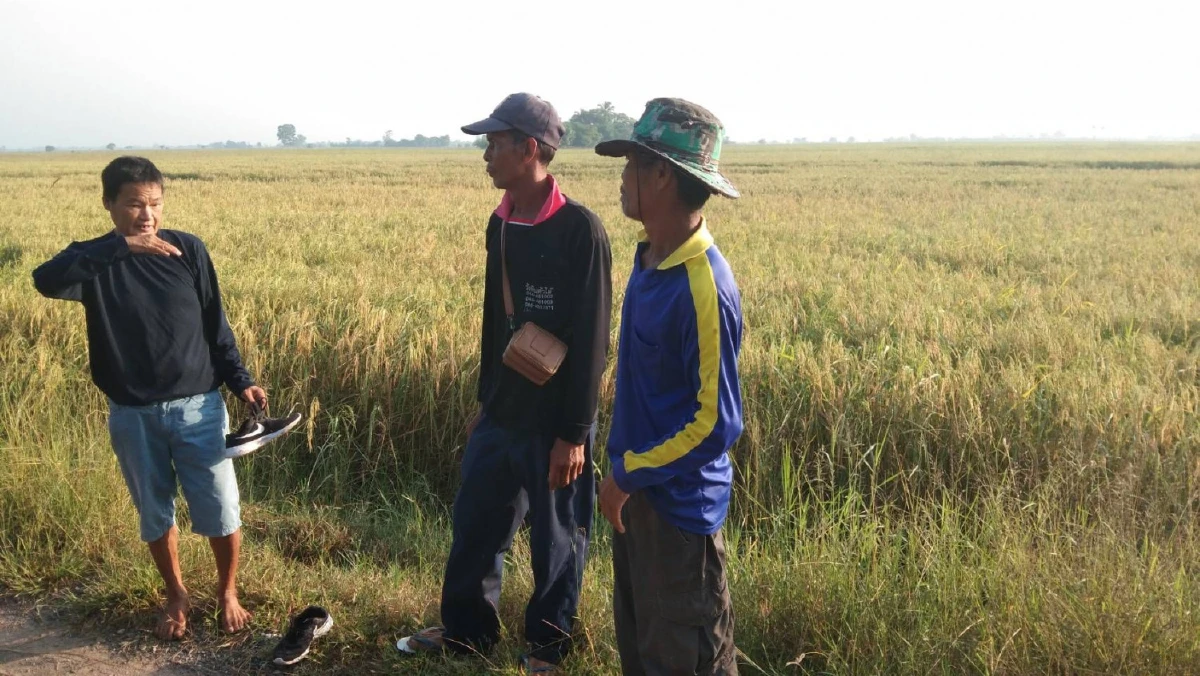 ชาวนาระทม!โรคไหม้คอรวงข้าวระบาดหนักข้าวหอมมะลิโคราชเสียหายนับหมื่นไร่แล้ว