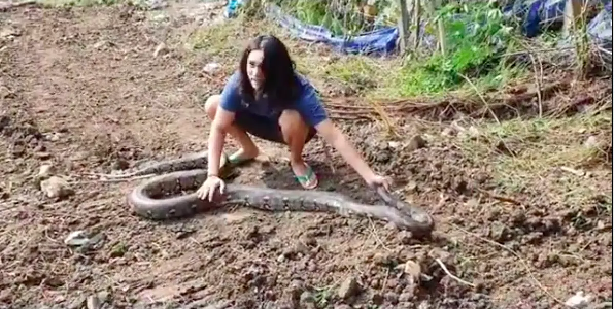 สกิลขั้นเทพ! "แน็ก ชาลี" โชว์จับงูเหลือมตัวใหญ่ยาวแบบชิลๆ ด้วยมือเปล่า