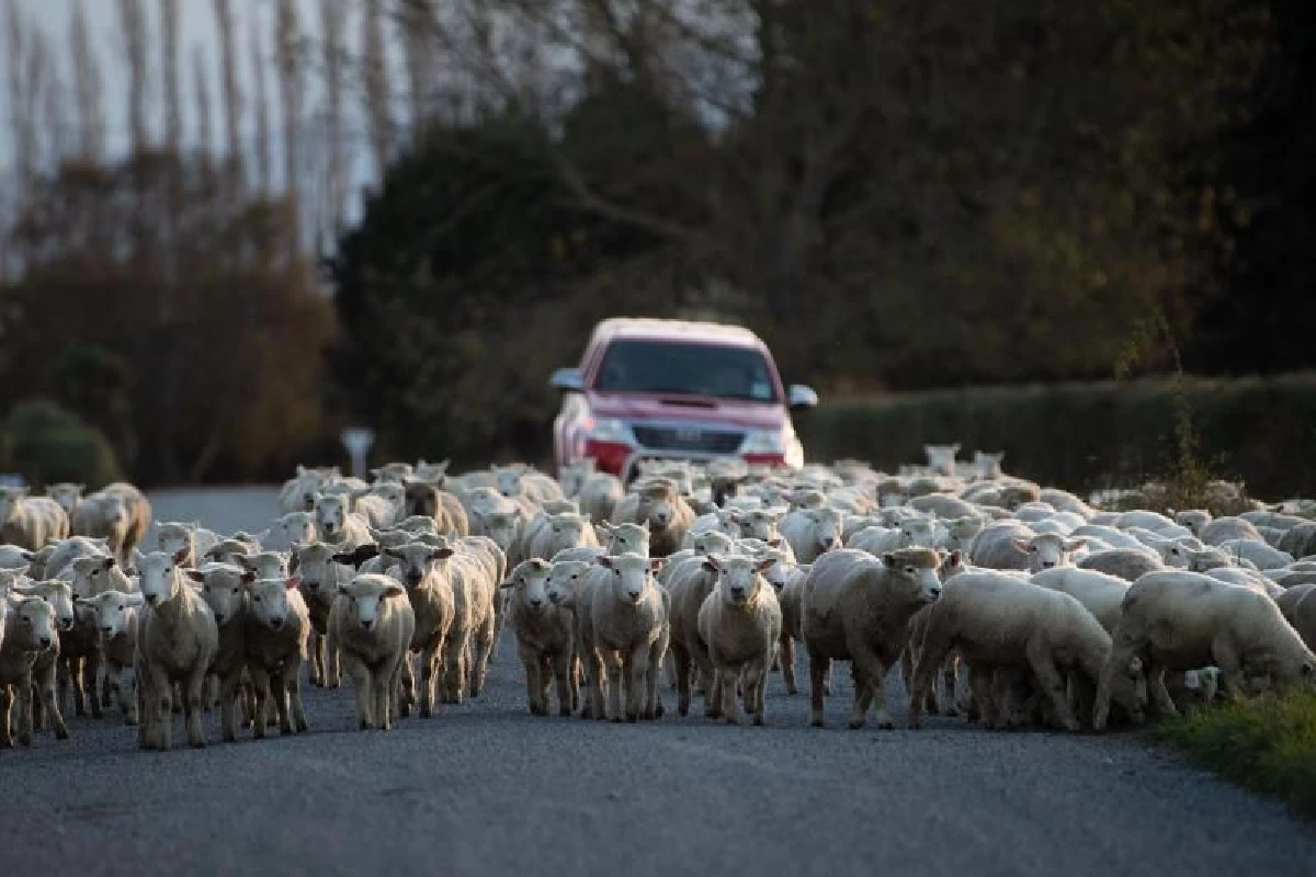 นิวซีแลนด์ไม่ได้มีดีแค่ "ครีมรกแกะ"