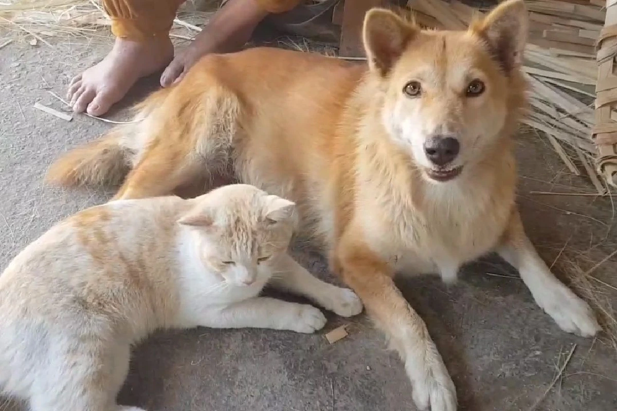 แม่หมารักลูกแมวให้ดูดนมตั้งแต่เกิด